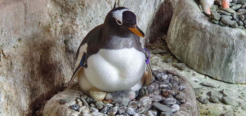 Acquario di Genova dà il benvenuto a 4 pulcini di pinguino
